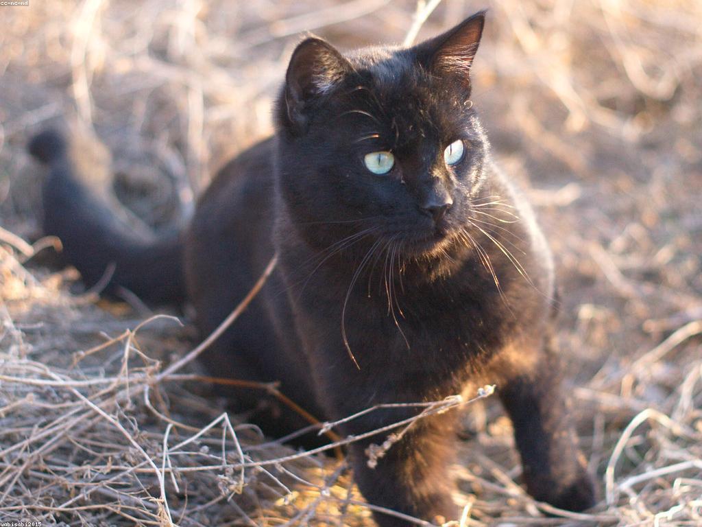 វិធីសាស្ត្រចាប់អារម្មណ៍